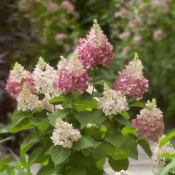 Hortensia - Hydrangea paniculata 'Pinky Winky' - Højde 25-40cm - ⌀19cm
