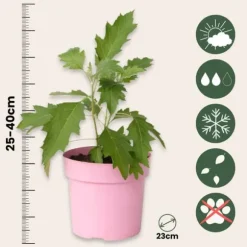 Hortensia - Hydrangea paniculata 'Ice Crystal' - Højde 25-40cm - ⌀19cm