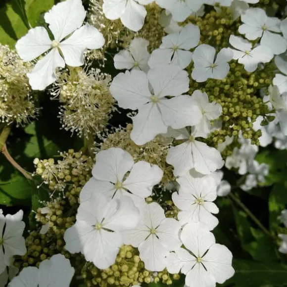 Hortensia - Hydrangea paniculata 'Ice Crystal' - Højde 25-40cm - ⌀19cm
