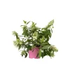 Hortensia - Hydrangea paniculata 'Confetti' - Højde 25-40cm - ⌀19cm