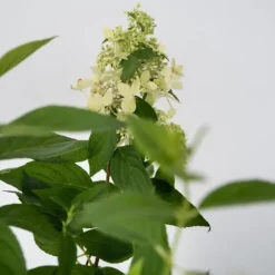 Hortensia - Hydrangea paniculata 'Confetti' - Højde 25-40cm - ⌀19cm