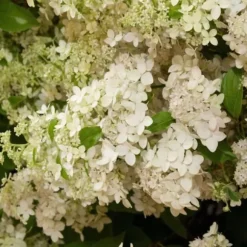 Hortensia - Hydrangea paniculata 'Confetti' - Højde 25-40cm - ⌀19cm