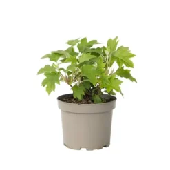 Hortensia - Hydrangea paniculata 'Toy Soldier' - Højde 25-40cm - ⌀19cm