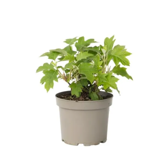Hortensia - Hydrangea paniculata 'Toy Soldier' - Højde 25-40cm - ⌀19cm
