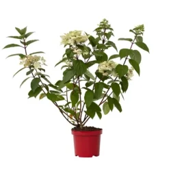 Hortensia - Hydrangea paniculata 'Wim's Red' - Højde 25-40cm - ⌀19cm