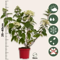 Hortensia - Hydrangea paniculata 'Wim's Red' - Højde 25-40cm - ⌀19cm