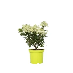 Hortensia - Hydrangea paniculata 'Bobo' - Højde 25-40cm - ⌀19cm