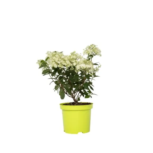 Hortensia - Hydrangea paniculata 'Bobo' - Højde 25-40cm - ⌀19cm
