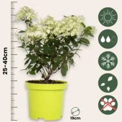 Hortensia - Hydrangea paniculata 'Bobo' - Højde 25-40cm - ⌀19cm