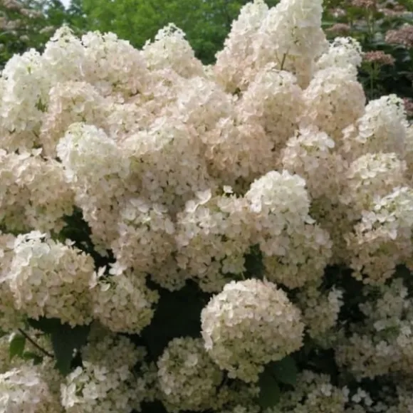 Hortensia - Hydrangea paniculata 'Bobo' - Højde 25-40cm - ⌀19cm