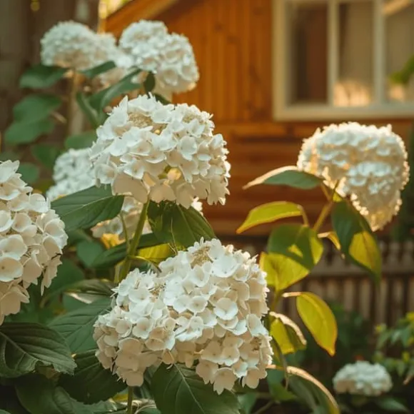 Hortensia - Hydrangea paniculata 'Bobo' - Højde 25-40cm - ⌀19cm