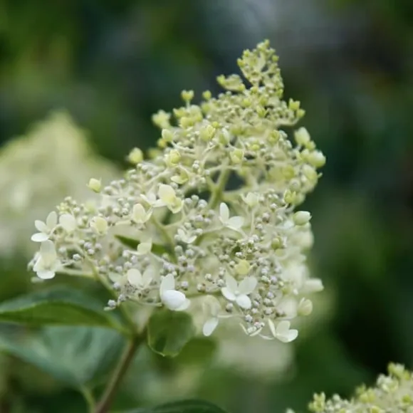 Hortensia - Hydrangea paniculata 'Bobo' - Højde 25-40cm - ⌀19cm