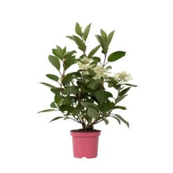 Hortensia - Hydrangea paniculata 'Early Harry' - Højde 25-40cm - ⌀19cm