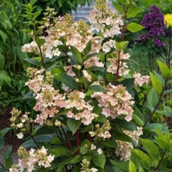 Hortensia - Hydrangea paniculata 'Early Harry' - Højde 25-40cm - ⌀19cm