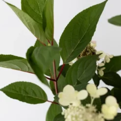 Hortensia - Hydrangea paniculata 'Early Harry' - Højde 25-40cm - ⌀19cm