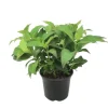 Hortensia - Hydrangea serrata 'Summerglow' - Højde 25-40cm - ⌀19cm
