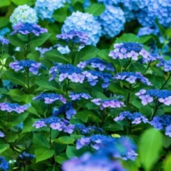 Hortensia - Hydrangea serrata 'Summerglow' - Højde 25-40cm - ⌀19cm