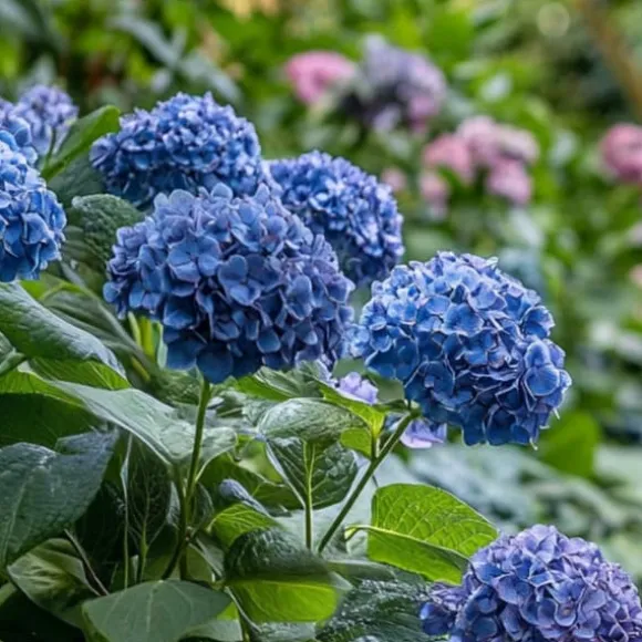 Hortensia - Hydrangea serrata 'Summerglow' - Højde 25-40cm - ⌀19cm