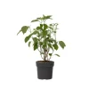 Hortensia - Hydrangea 'Strong Annabelle' - Højde 30-40cm - ⌀19cm