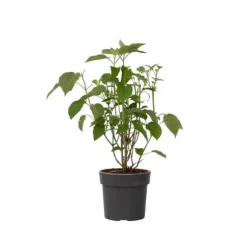 Hortensia - Hydrangea 'Strong Annabelle' - Højde 30-40cm - ⌀19cm