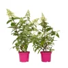 Hortensia - Sæt 2 - Hydrangea paniculata 'Pinky Winky' - Højde 25-40cm - ⌀19cm
