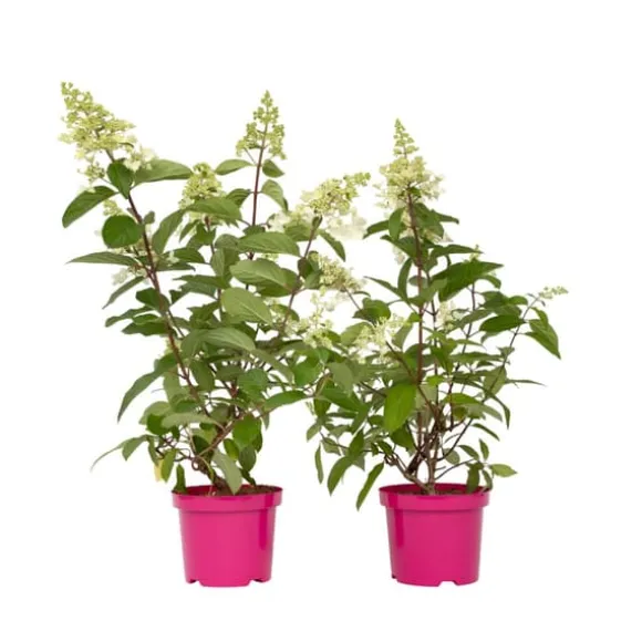 Hortensia - Sæt 2 - Hydrangea paniculata 'Pinky Winky' - Højde 25-40cm - ⌀19cm