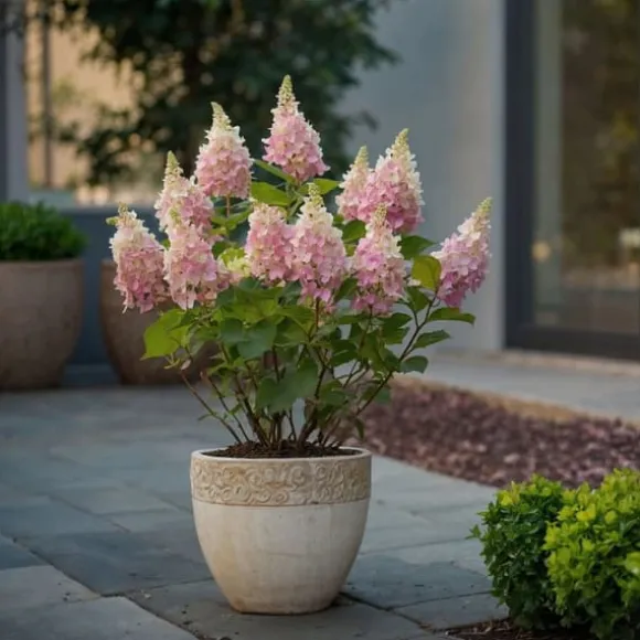 Hortensia - Sæt 2 - Hydrangea paniculata 'Pinky Winky' - Højde 25-40cm - ⌀19cm