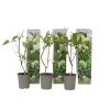 Hortensia - Sæt 3 - Hydrangea paniculata 'Silver Dollar' - Højde 25-40cm - ⌀9cm