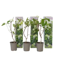 Hortensia - Sæt 3 - Hydrangea paniculata 'Silver Dollar' - Højde 25-40cm - ⌀9cm