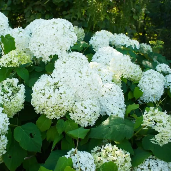 Hortensia - Sæt 3 - Hydrangea paniculata 'Silver Dollar' - Højde 25-40cm - ⌀9cm