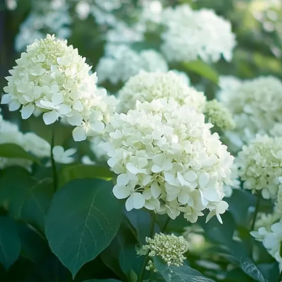 Hortensia - Sæt 3 - Hydrangea paniculata 'Silver Dollar' - Højde 25-40cm - ⌀9cm