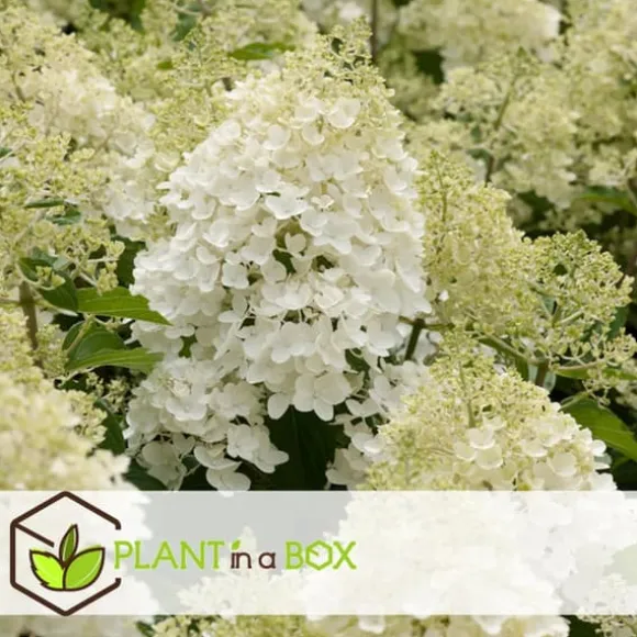 Hortensia - Sæt 3 - Hydrangea paniculata 'Silver Dollar' - Højde 25-40cm - ⌀9cm