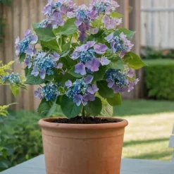 Hortensia - Sæt 6 - Hydrangea macrophylla teller 'Nizza' - Højde 25-40cm - ⌀9cm