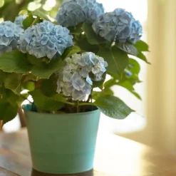 Hortensia - Sæt 6 - Hydrangea macrophylla teller 'Nizza' - Højde 25-40cm - ⌀9cm