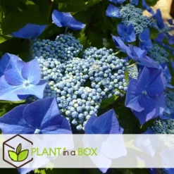 Hortensia - Sæt 6 - Hydrangea macrophylla teller 'Nizza' - Højde 25-40cm - ⌀9cm