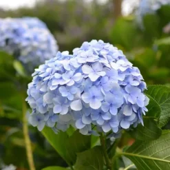 Hortensia - Sæt 6 - Hydrangea macrophylla teller 'Nizza' - Højde 25-40cm - ⌀9cm