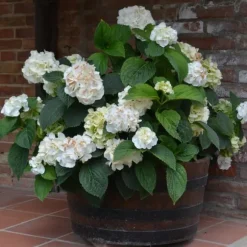Hortensia - Sæt 6 - Hydrangea macrophylla teller 'Benxi' - Højde 25-40cm - ⌀9cm