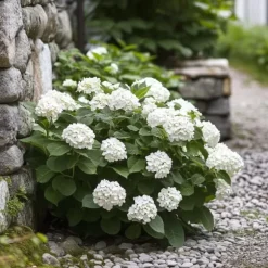 Hortensia - Sæt 6 - Hydrangea macrophylla teller 'Benxi' - Højde 25-40cm - ⌀9cm