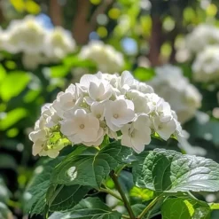 Hortensia - Sæt 6 - Hydrangea macrophylla teller 'Benxi' - Højde 25-40cm - ⌀9cm