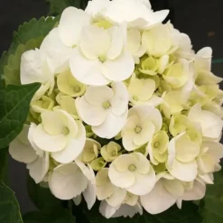 Hortensia - Sæt 6 - Hydrangea macrophylla teller 'Benxi' - Højde 25-40cm - ⌀9cm