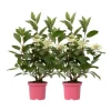 Hortensia - Sæt 2 - Hydrangea paniculata 'Early Harry' - Højde 25-40cm - ⌀19cm