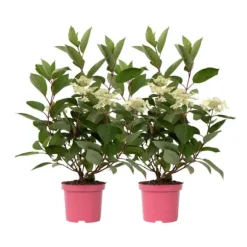 Hortensia - Sæt 2 - Hydrangea paniculata 'Early Harry' - Højde 25-40cm - ⌀19cm
