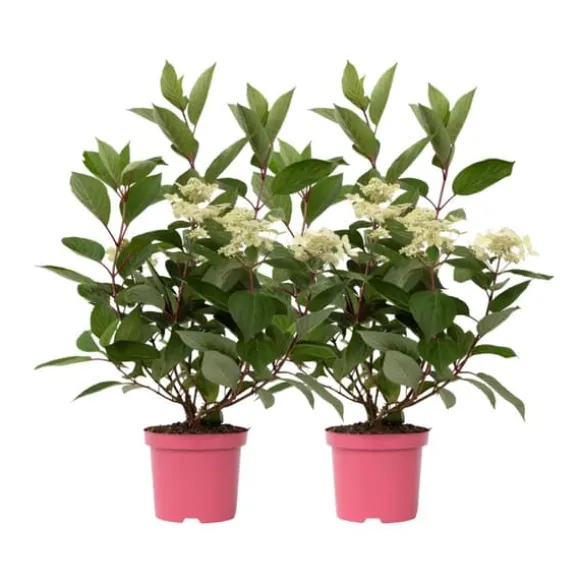Hortensia - Sæt 2 - Hydrangea paniculata 'Early Harry' - Højde 25-40cm - ⌀19cm