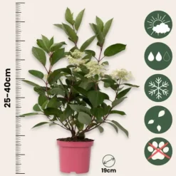 Hortensia - Sæt 2 - Hydrangea paniculata 'Early Harry' - Højde 25-40cm - ⌀19cm