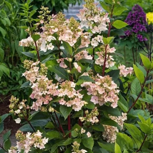 Hortensia - Sæt 2 - Hydrangea paniculata 'Early Harry' - Højde 25-40cm - ⌀19cm