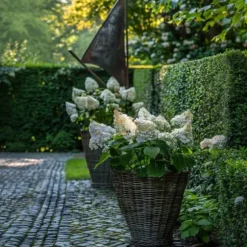 Hortensia - Sæt 2 - Hydrangea paniculata 'Early Harry' - Højde 25-40cm - ⌀19cm