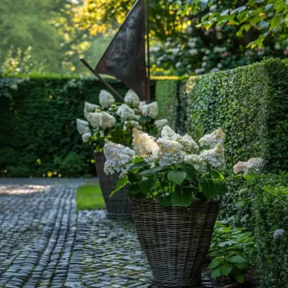 Hortensia - Sæt 2 - Hydrangea paniculata 'Early Harry' - Højde 25-40cm - ⌀19cm