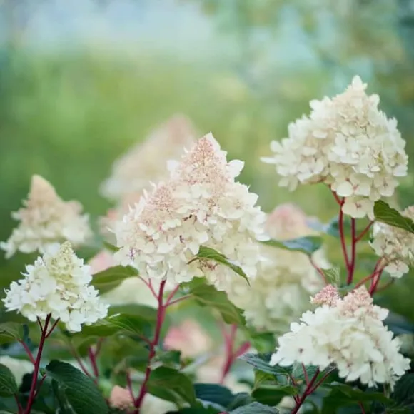 Hortensia - Sæt 2 - Hydrangea paniculata 'Early Harry' - Højde 25-40cm - ⌀19cm