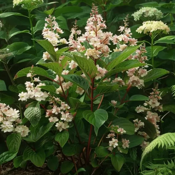 Hortensia - Sæt 2 - Hydrangea paniculata 'Early Harry' - Højde 25-40cm - ⌀19cm