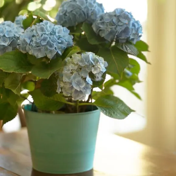 Hortensia - Sæt 3 - Hydrangea macrophylla teller 'Nizza' - Højde 25-40cm - ⌀9cm